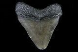 Juvenile Megalodon Tooth - Georgia #75446-1